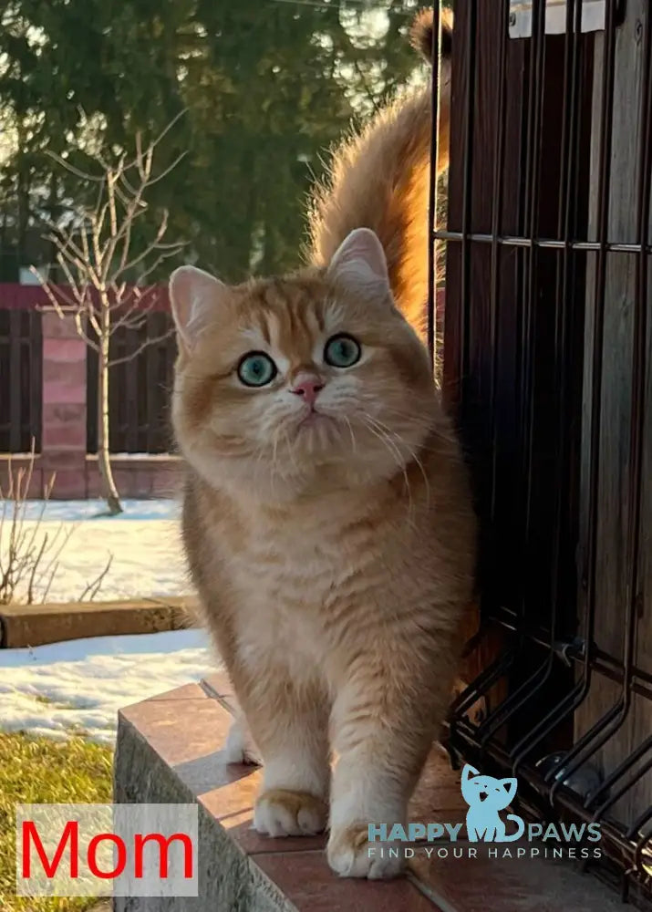 Megan British Shorthair male black golden shaded live animals