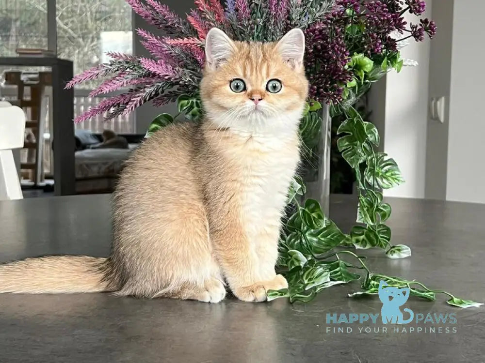 Megan British Shorthair male black golden shaded live animals