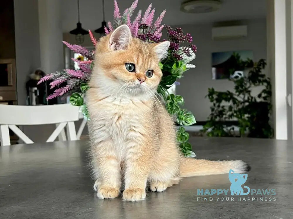 Megan British Shorthair male black golden shaded live animals