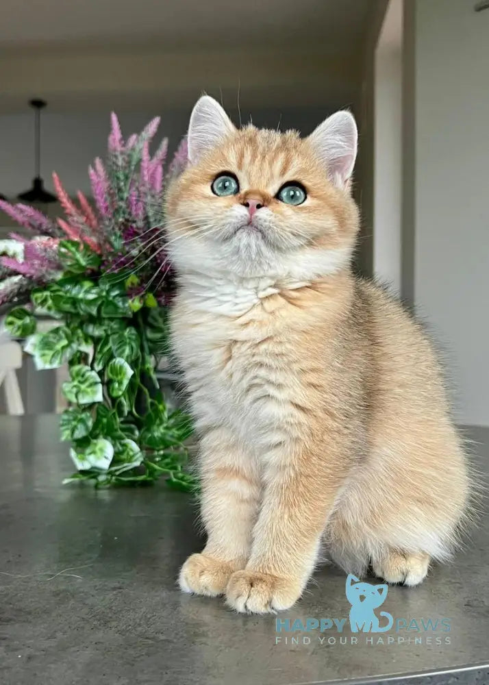 Megan British Shorthair male black golden shaded live animals