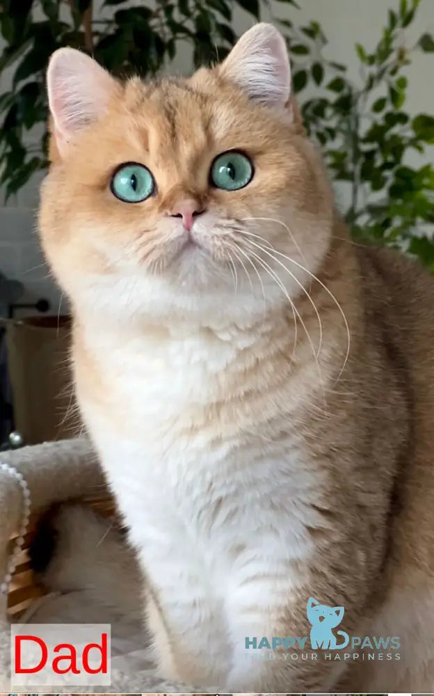 Megan British Shorthair male black golden shaded live animals