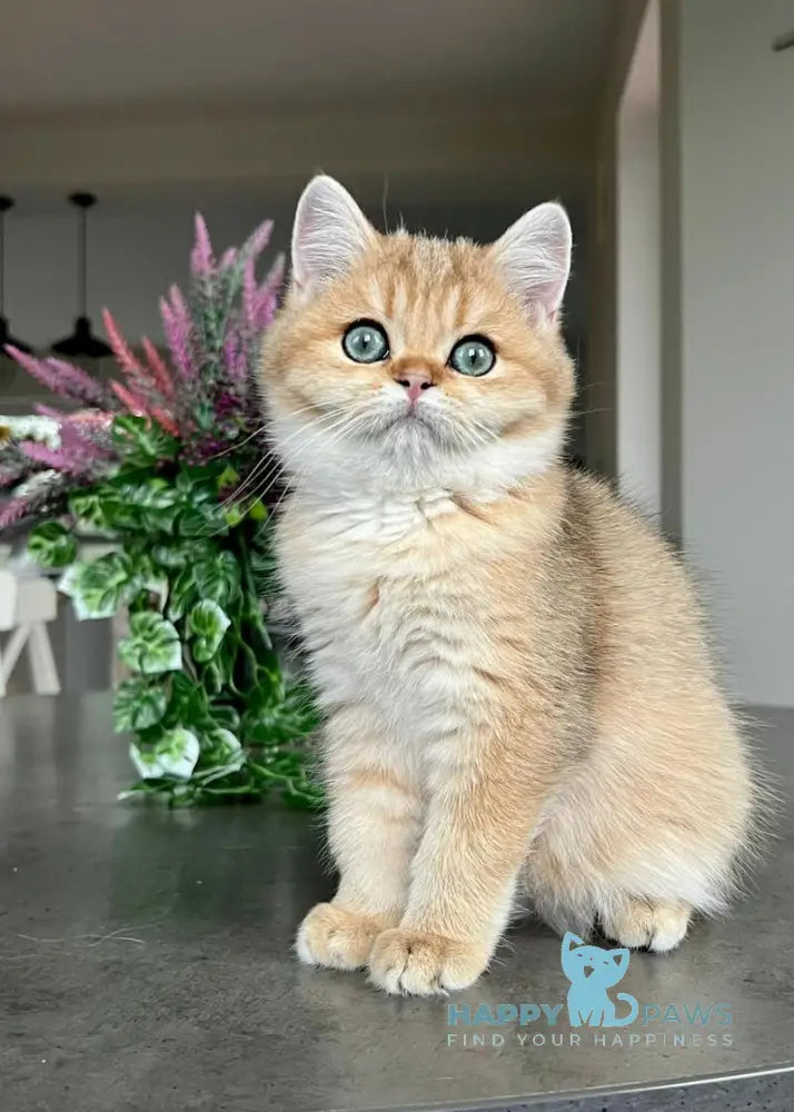 Megan British Shorthair male black golden shaded live animals