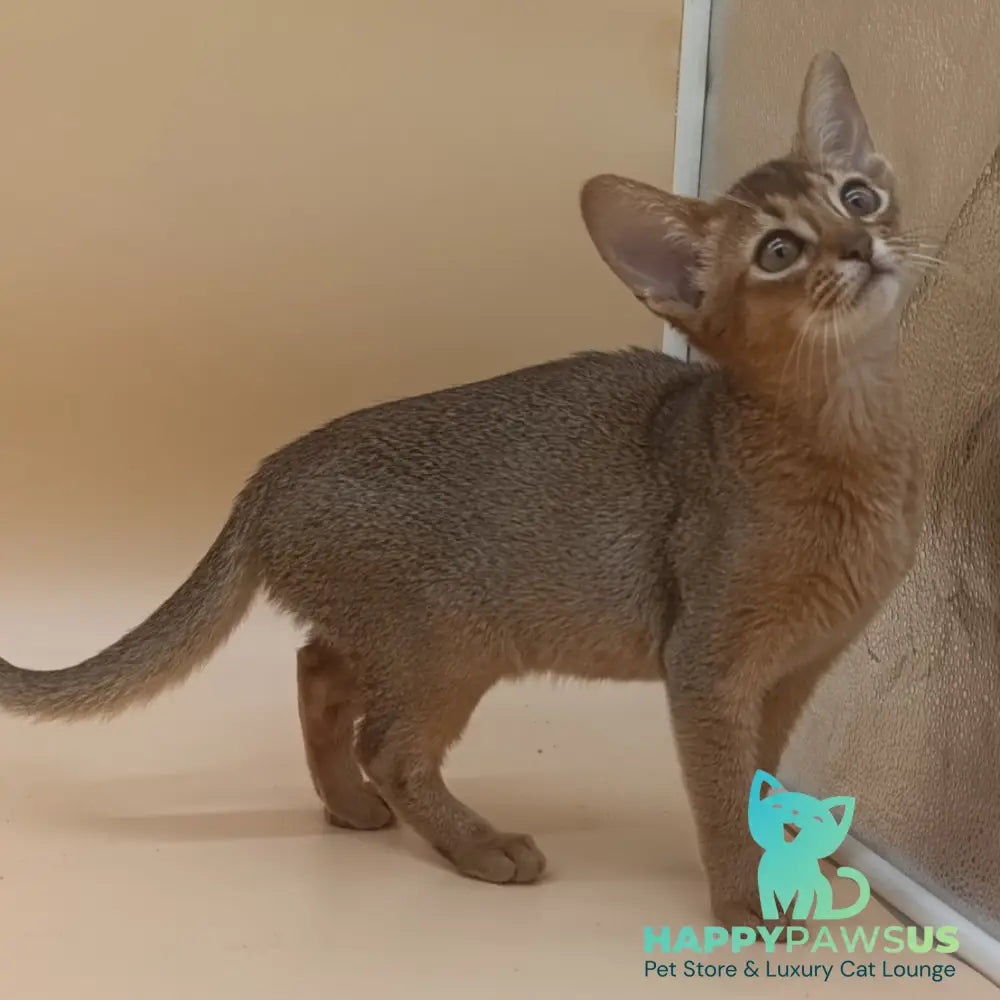 Megane Abyssinian female black - live animals