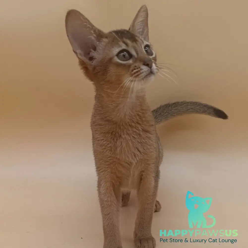 Megane Abyssinian female black - live animals