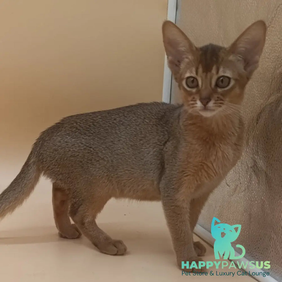 Megane Abyssinian female black - live animals