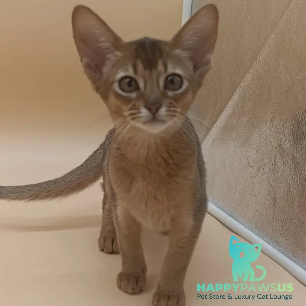 Megane Abyssinian female black - live animals