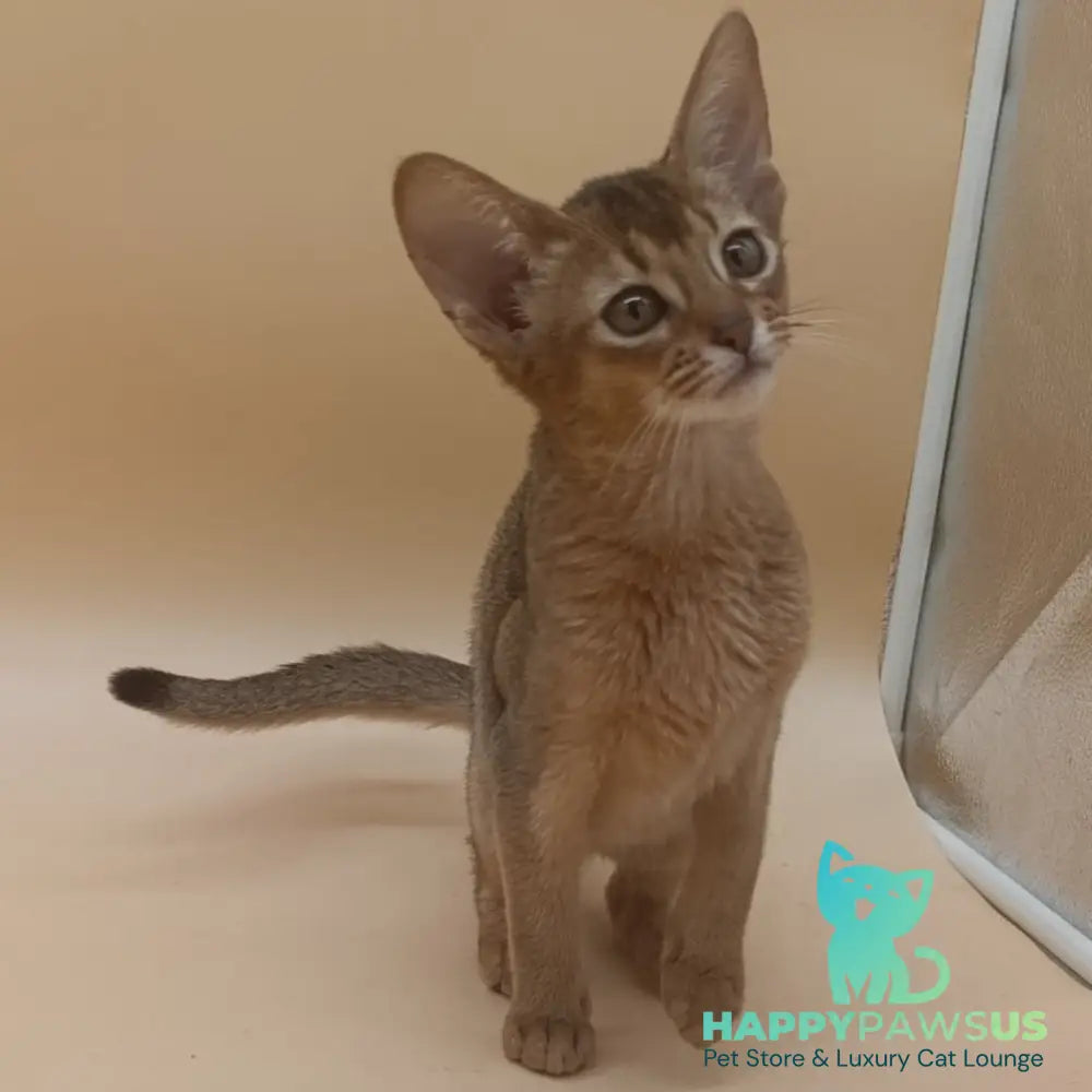 Megane Abyssinian female black - live animals