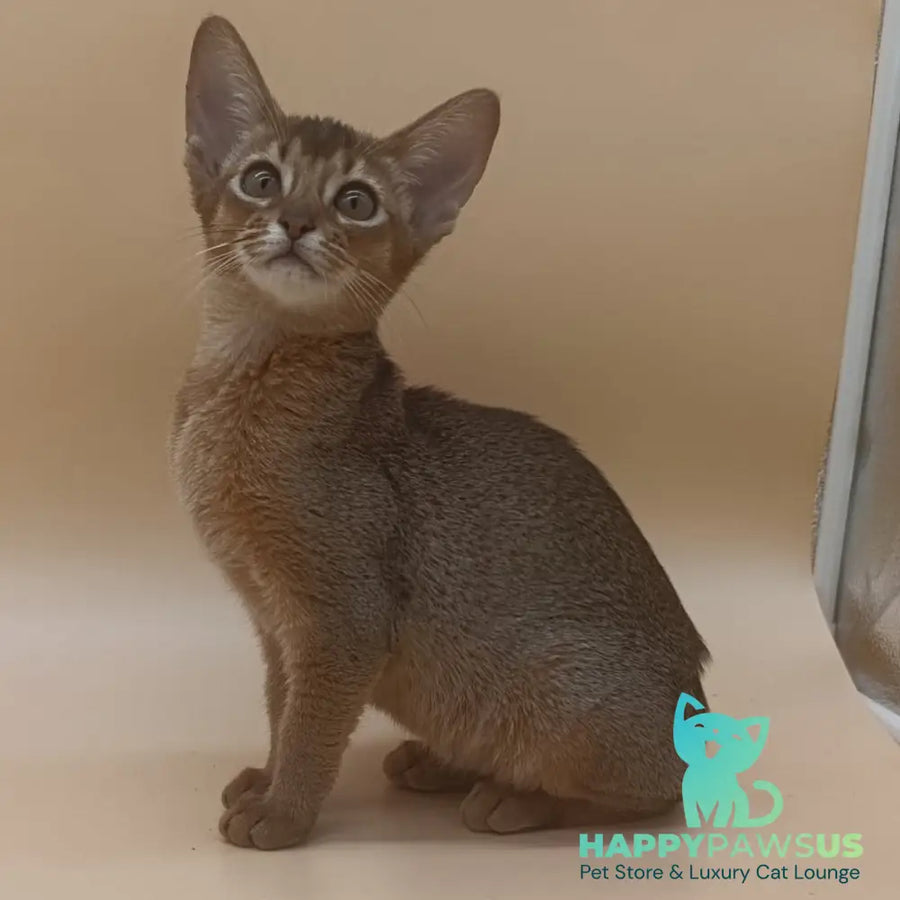 Megane Abyssinian female black - live animals