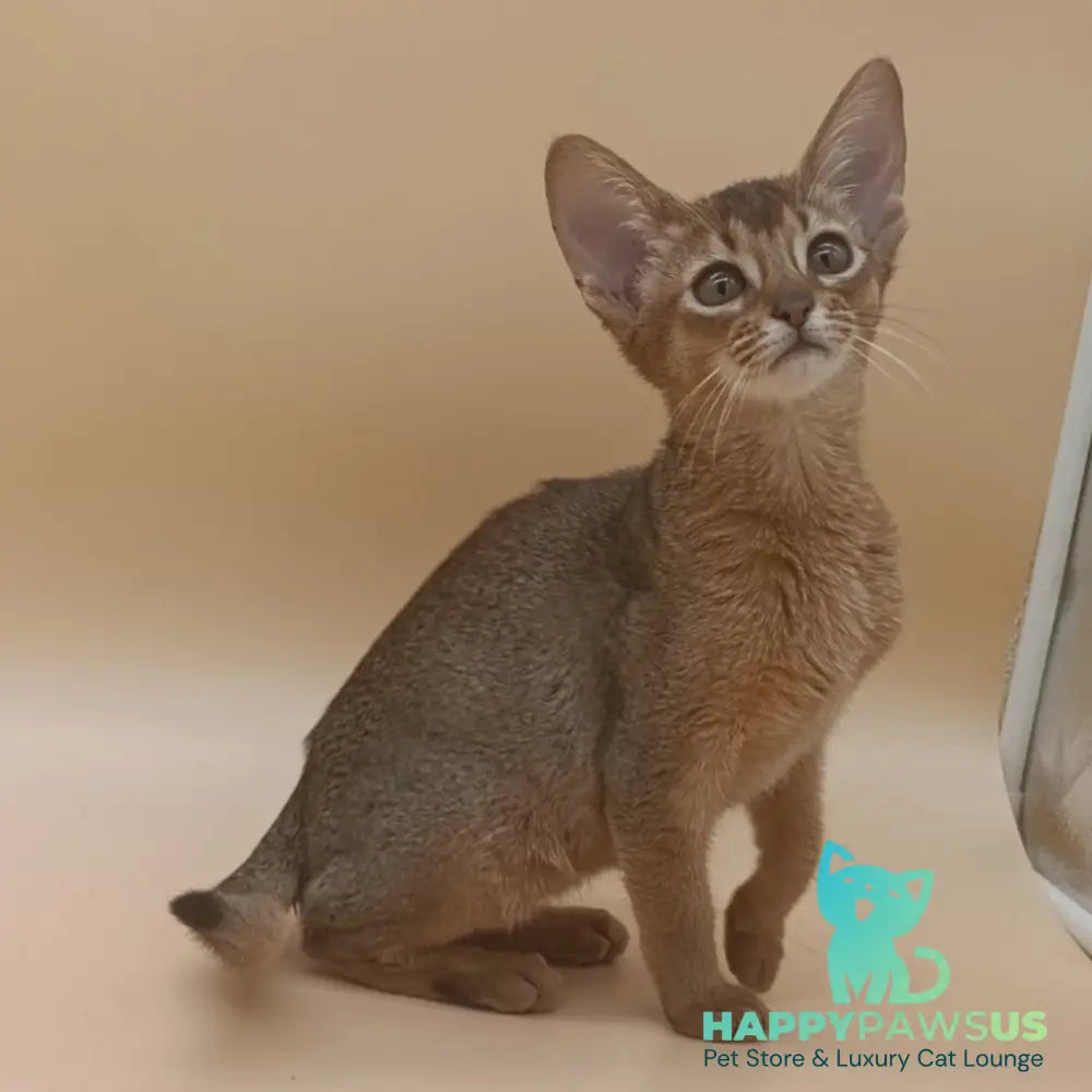 Megane Abyssinian female black - live animals