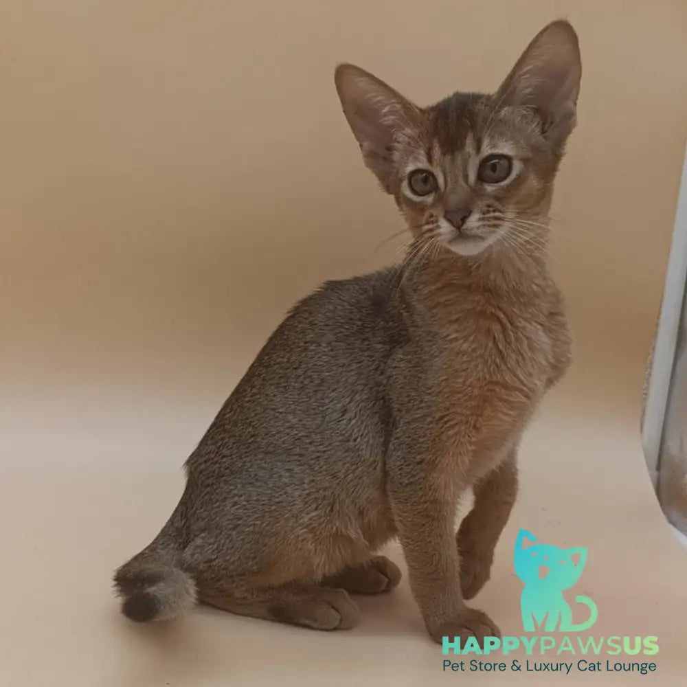 Megane Abyssinian female black - live animals
