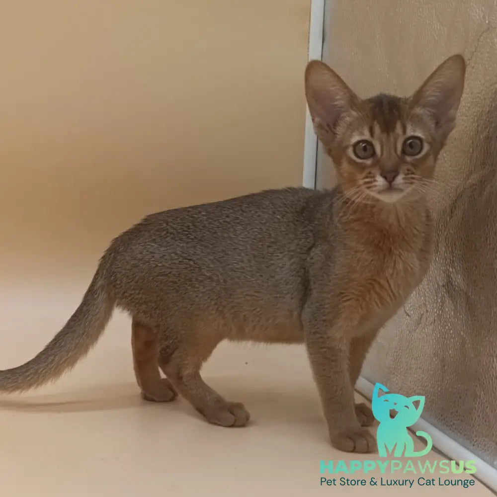 Megane Abyssinian female black - live animals