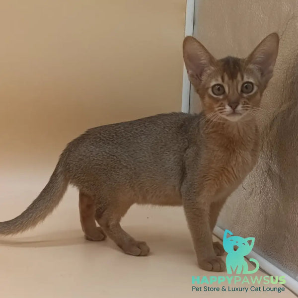 Megane Abyssinian female black - live animals