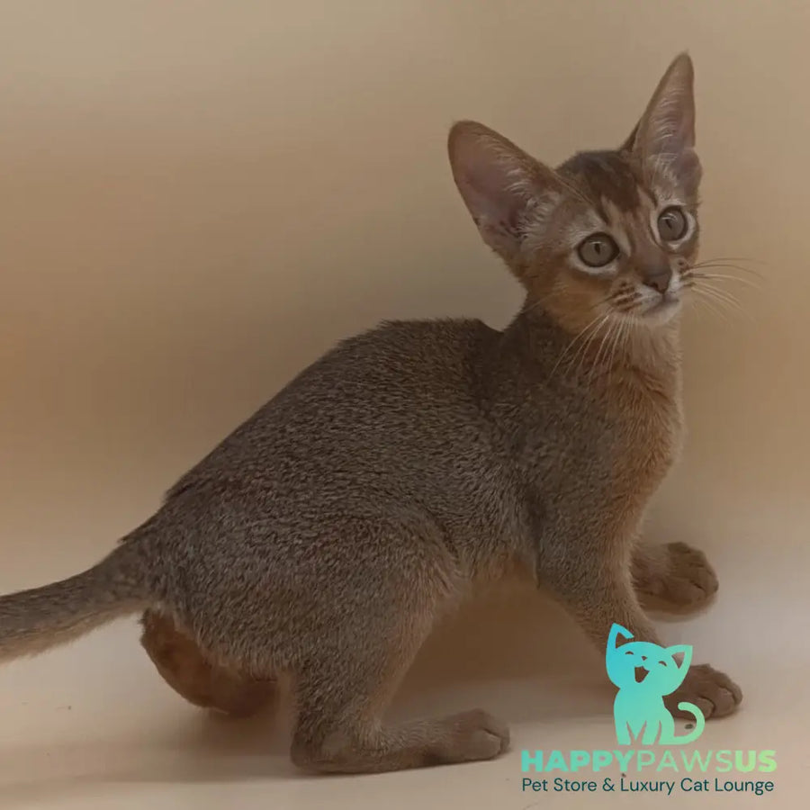 Megane Abyssinian female black - live animals