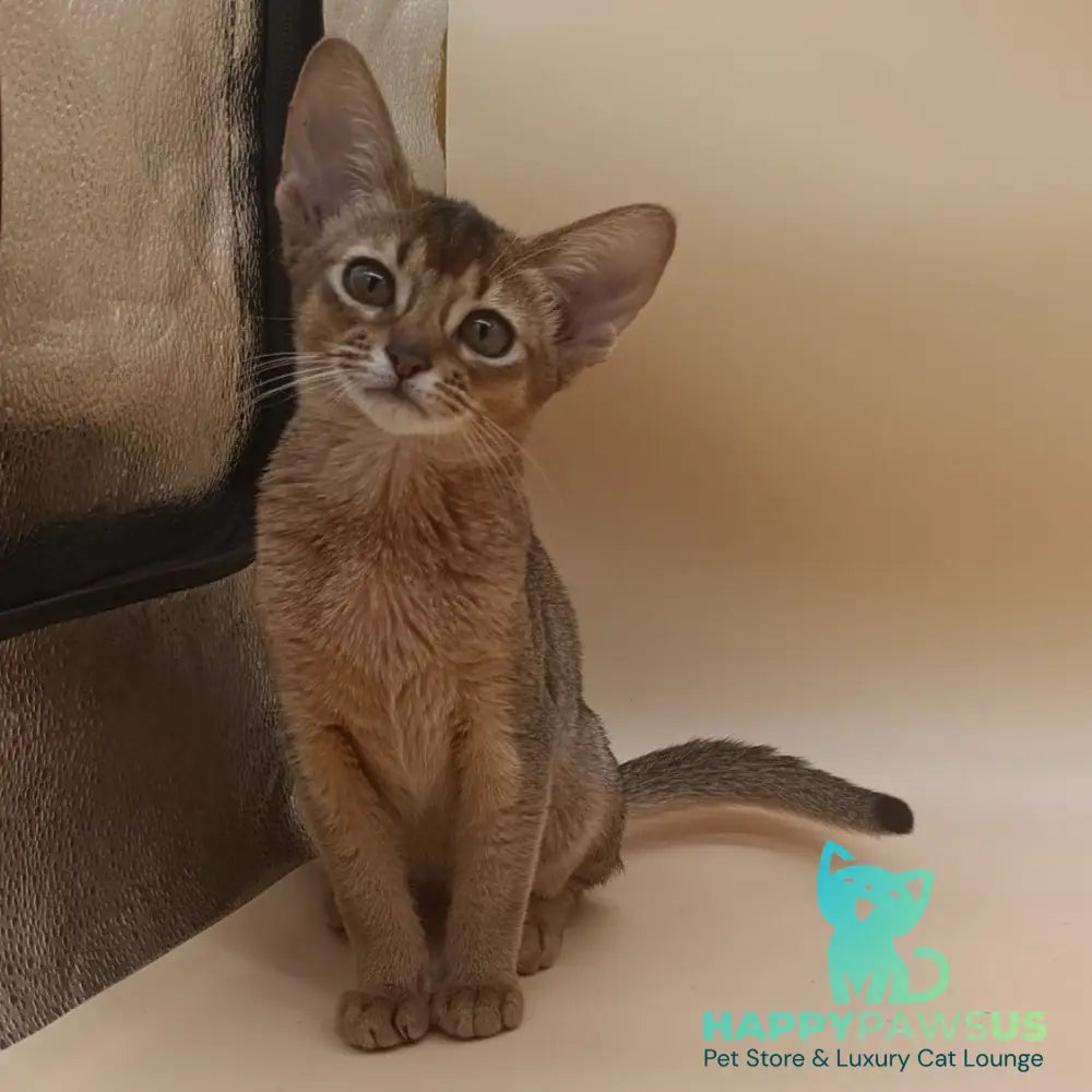 Megane Abyssinian female black - live animals