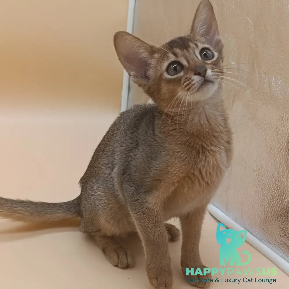 Megane Abyssinian female black - live animals