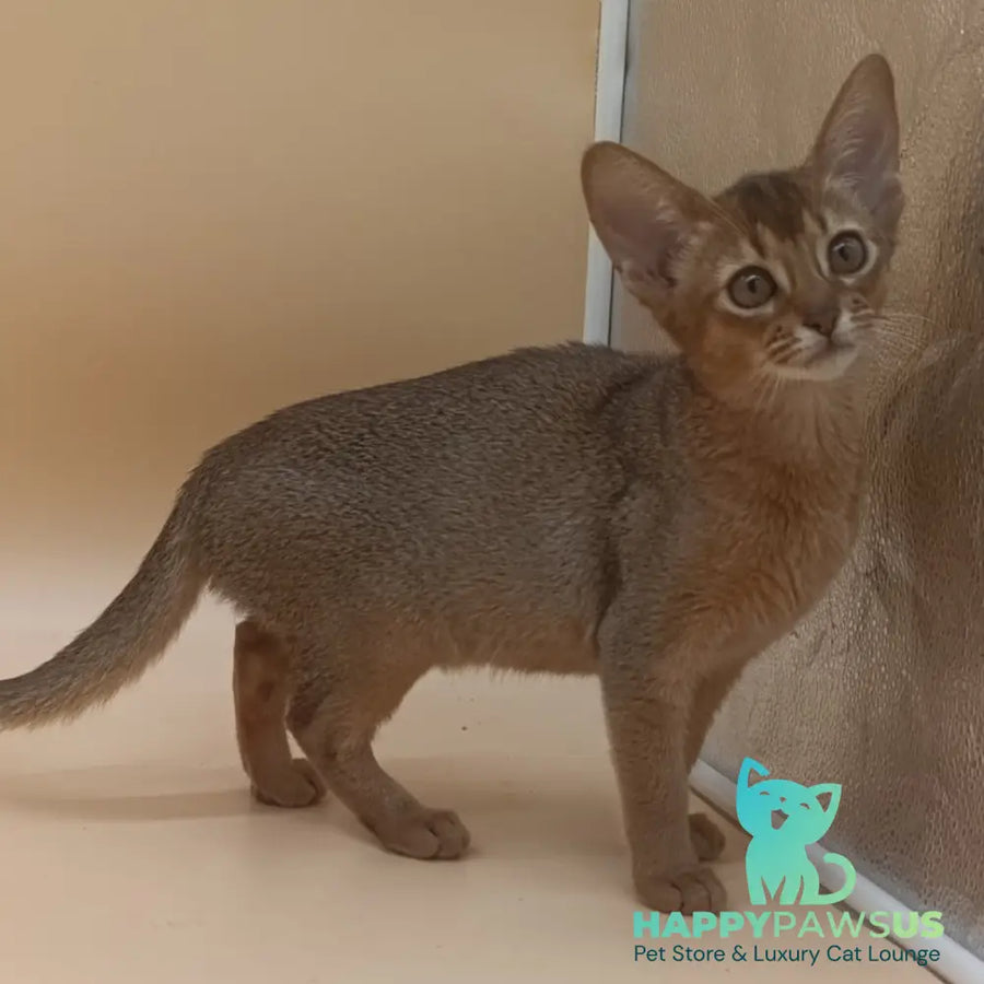 Megane Abyssinian female black - live animals