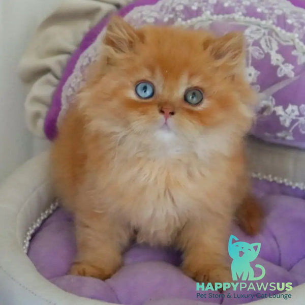 Meir British Longhair male red - live animals