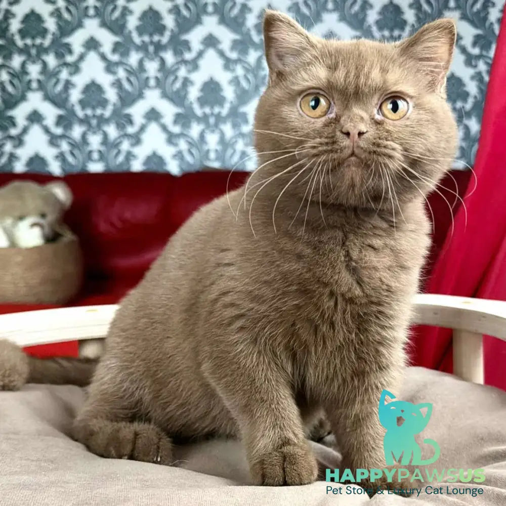 Melani British Shorthair male cinnamon - live animals