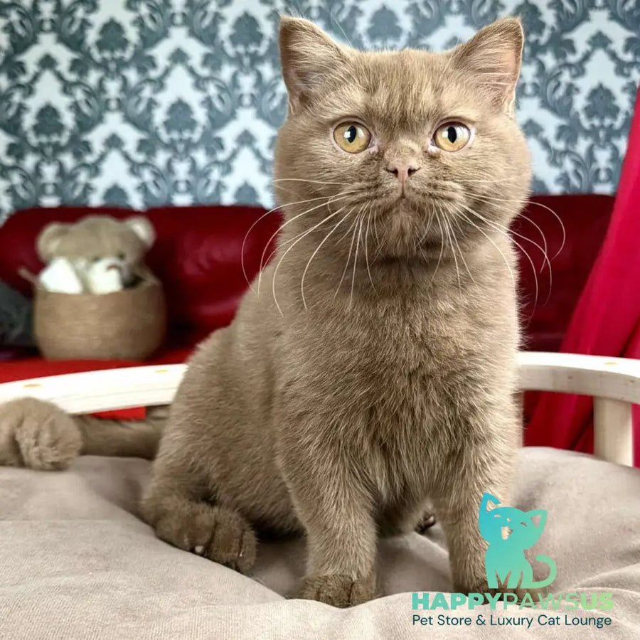 Melani British Shorthair male cinnamon - live animals