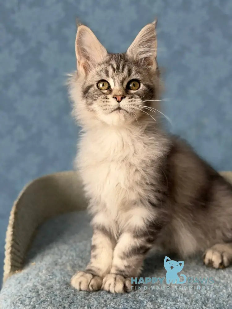 Melani Maine Coon female black silver tabby live animals