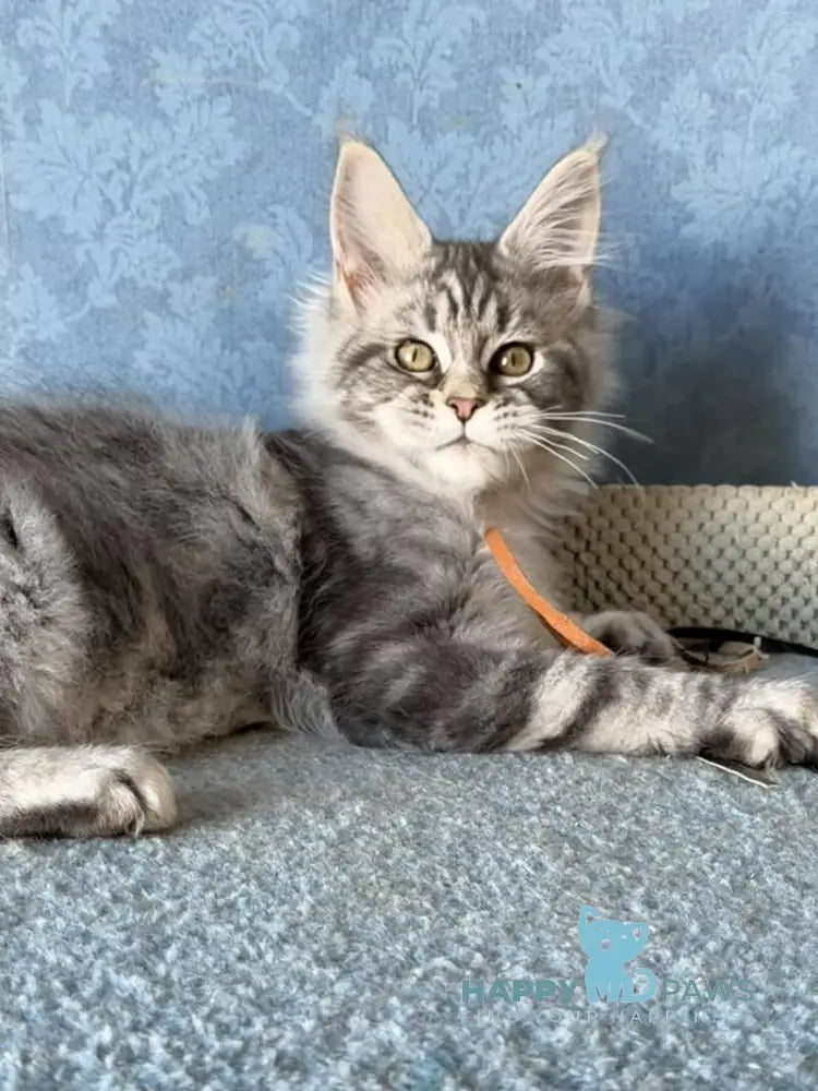 Melani Maine Coon female black silver tabby live animals