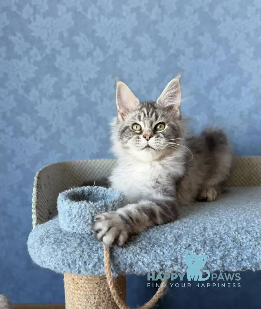 Melani Maine Coon female black silver tabby live animals