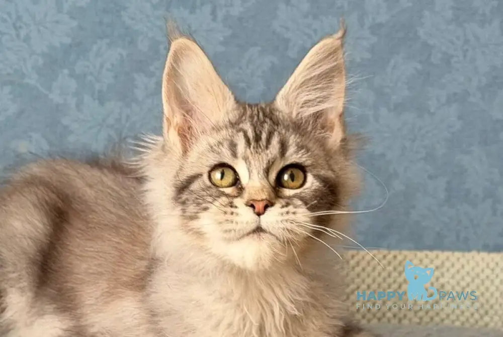 Melani Maine Coon female black silver tabby live animals