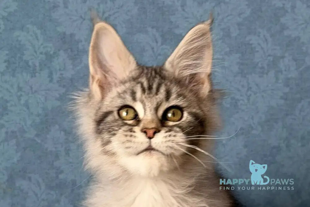 Melani Maine Coon female black silver tabby live animals
