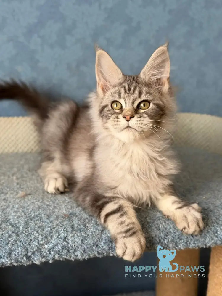 Melani Maine Coon female black silver tabby live animals