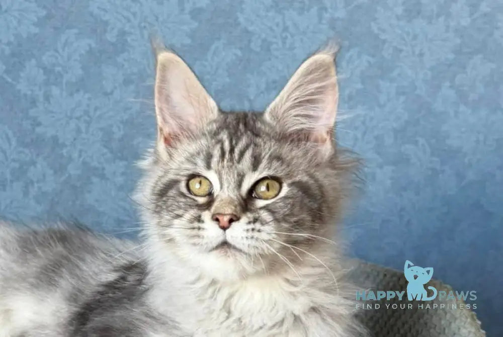 Melani Maine Coon female black silver tabby live animals