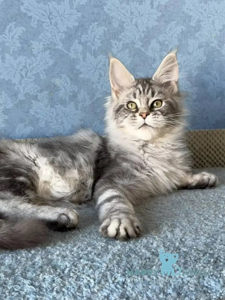 Melani Maine Coon female black silver tabby live animals