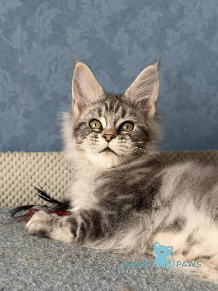 Melani Maine Coon female black silver tabby live animals