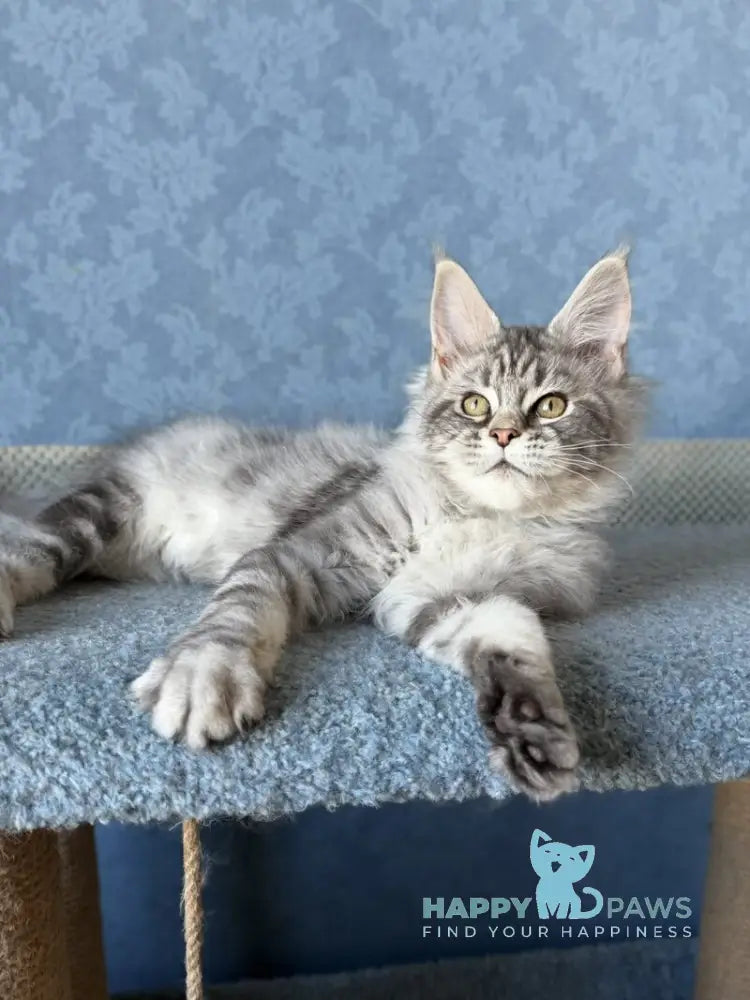 Melani Maine Coon female black silver tabby live animals