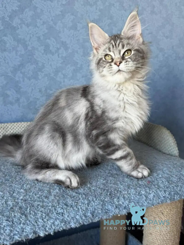 Melani Maine Coon female black silver tabby live animals