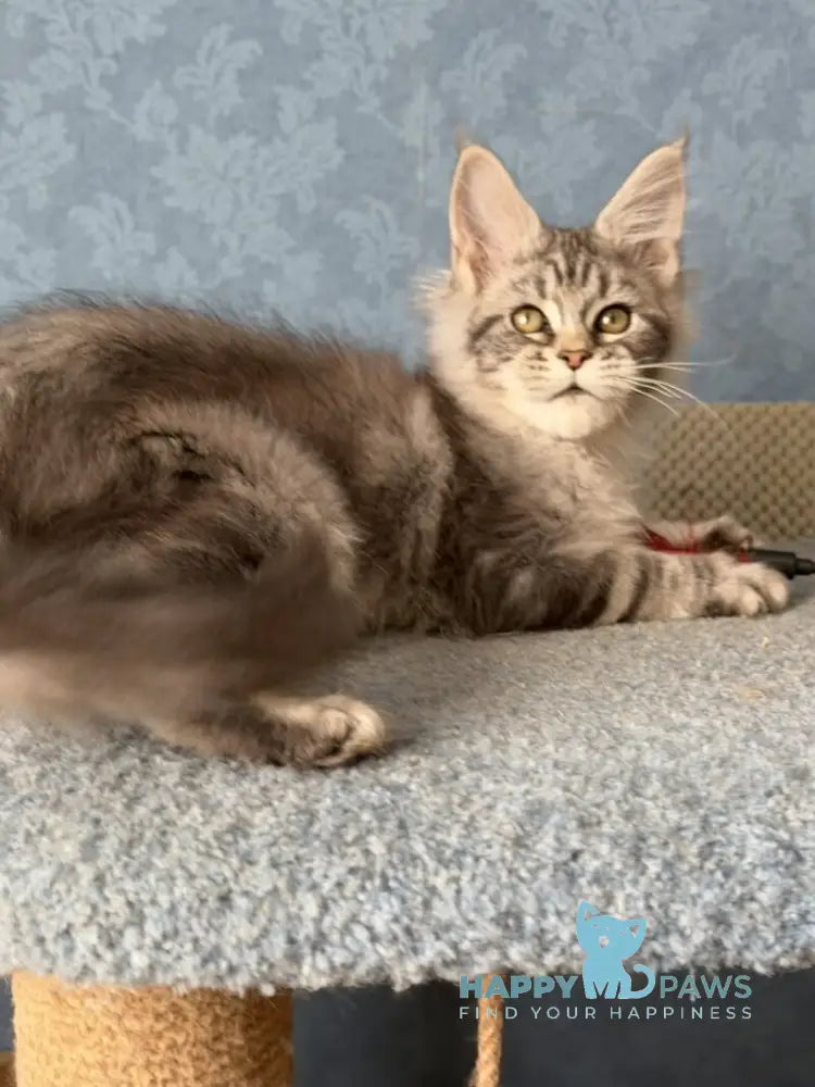 Melani Maine Coon female black silver tabby live animals