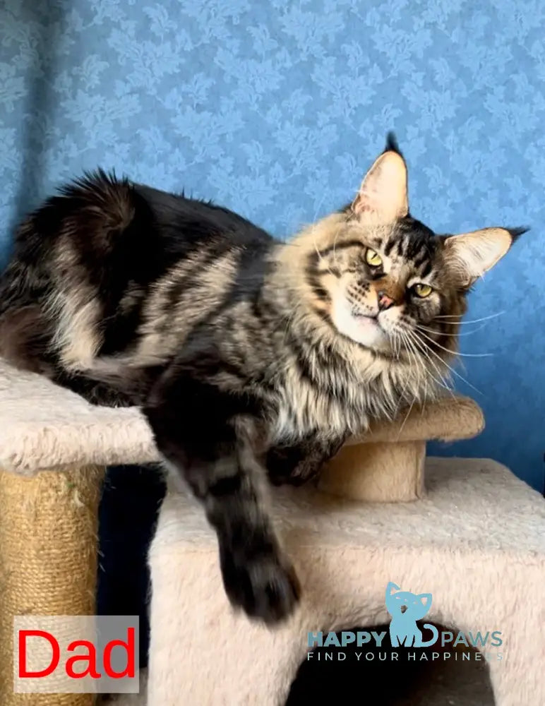 Melani Maine Coon female black silver tabby live animals