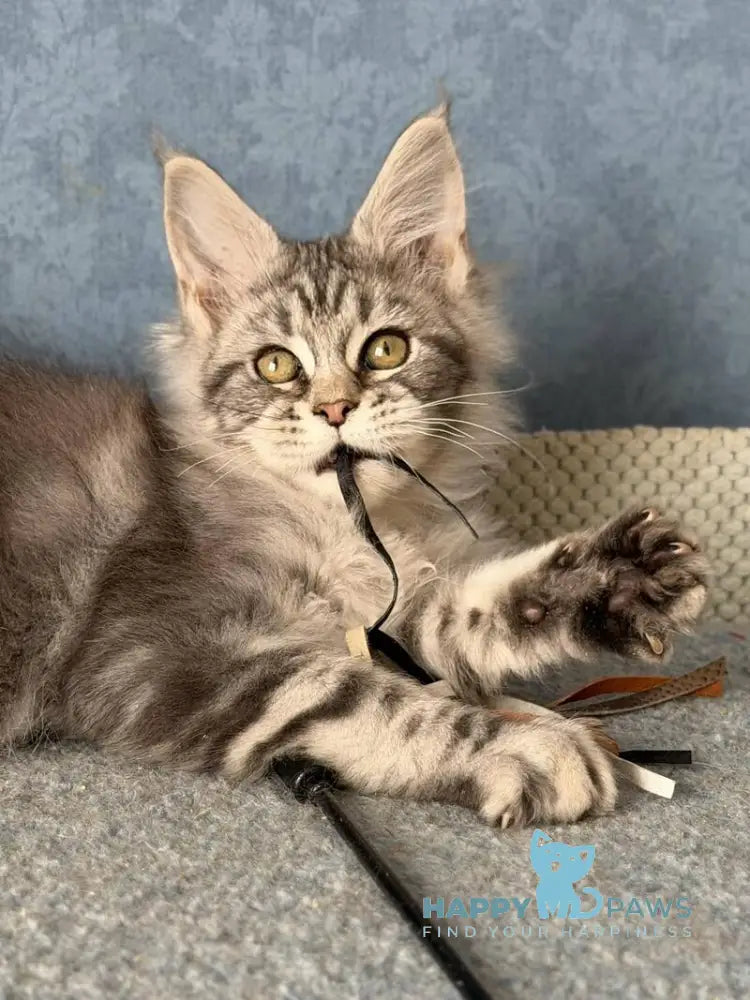 Melani Maine Coon female black silver tabby live animals