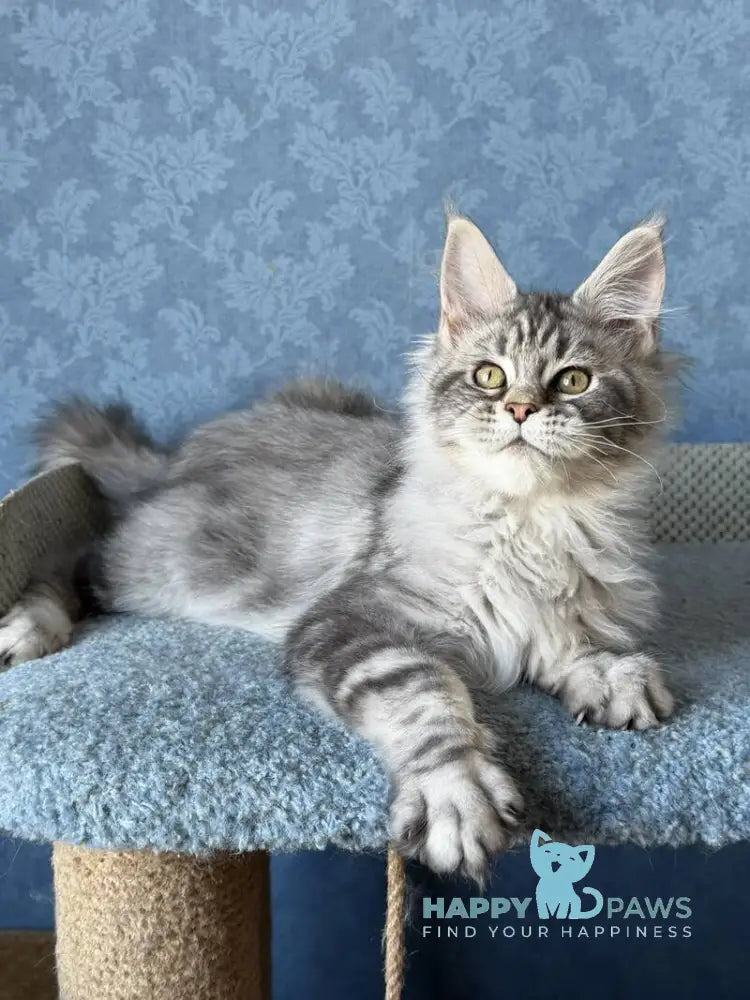 Melani Maine Coon female black silver tabby live animals