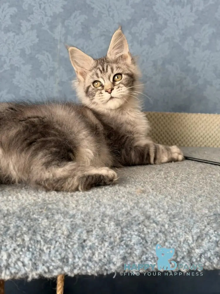 Melani Maine Coon female black silver tabby live animals