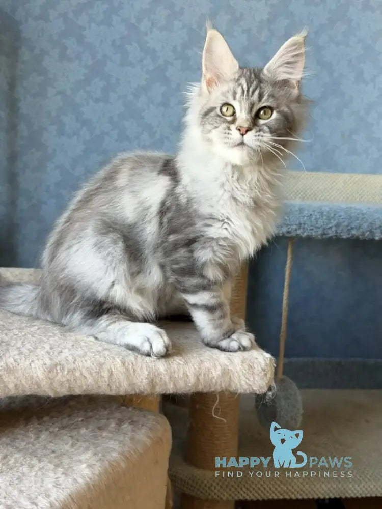 Melani Maine Coon female black silver tabby live animals