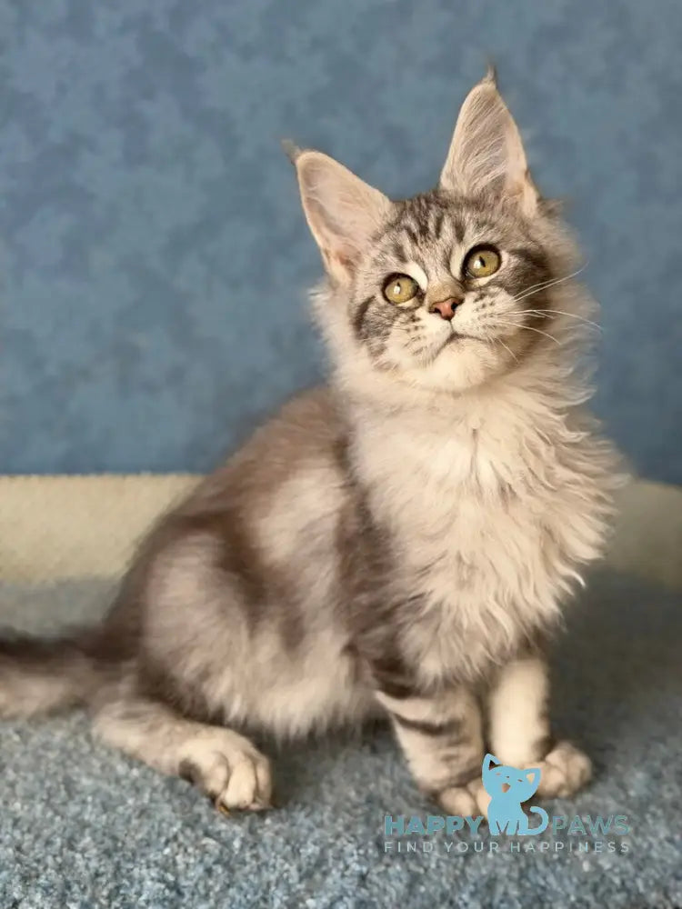 Melani Maine Coon female black silver tabby live animals