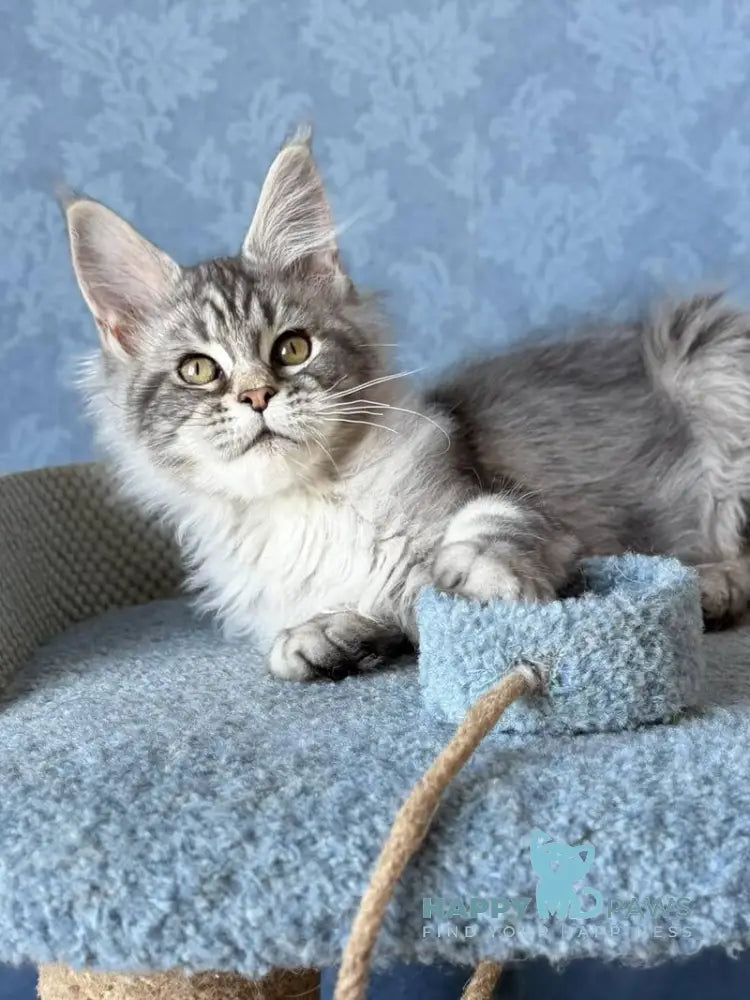 Melani Maine Coon female black silver tabby live animals