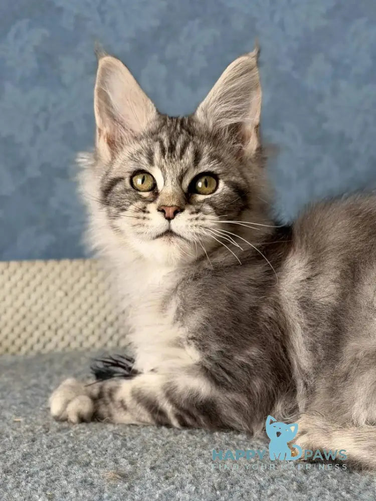 Melani Maine Coon female black silver tabby live animals