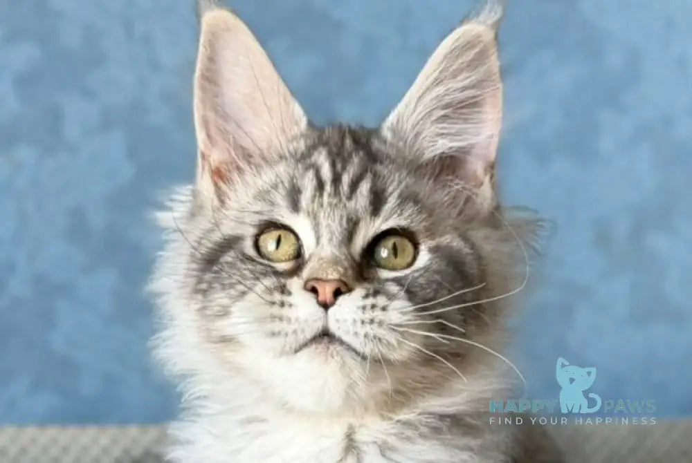 Melani Maine Coon female black silver tabby live animals