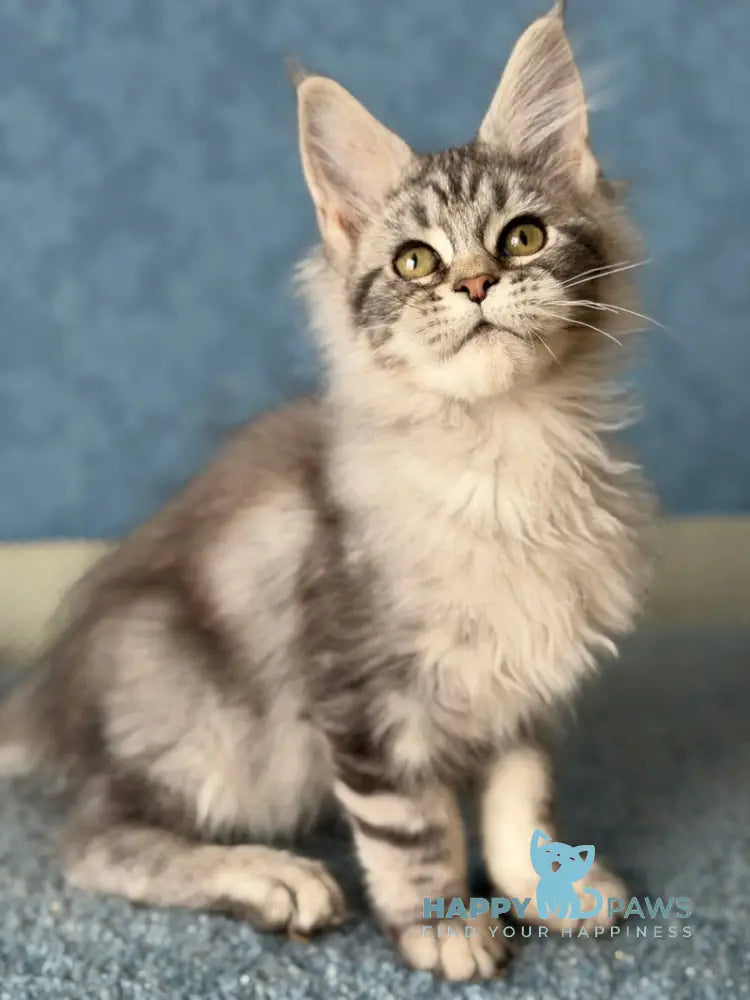 Melani Maine Coon female black silver tabby live animals