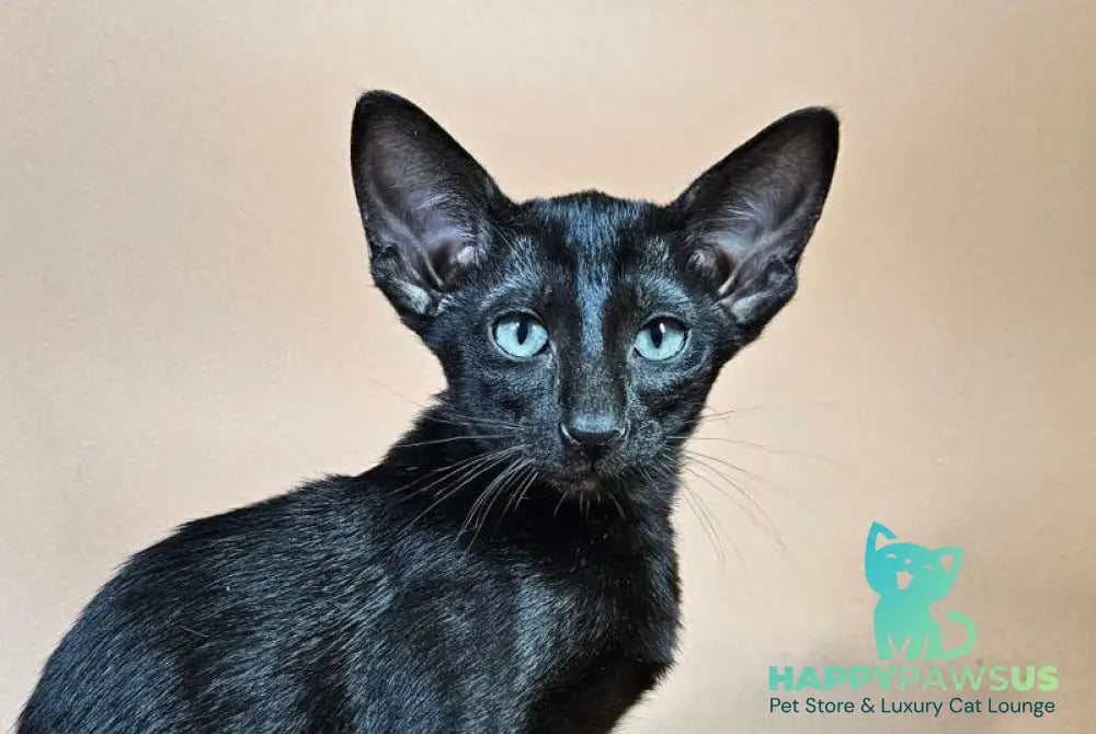 Melanica Oriental Shorthair female black live animals