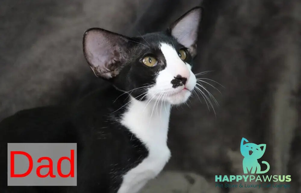 Melanica Oriental Shorthair female black live animals