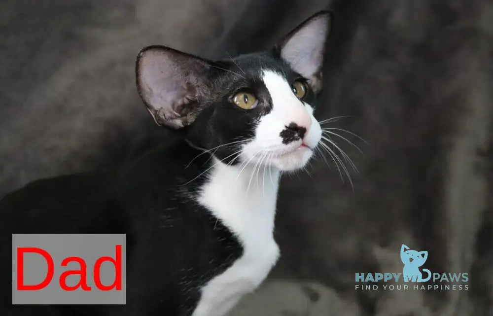 Melanica Oriental Shorthair female black live animals