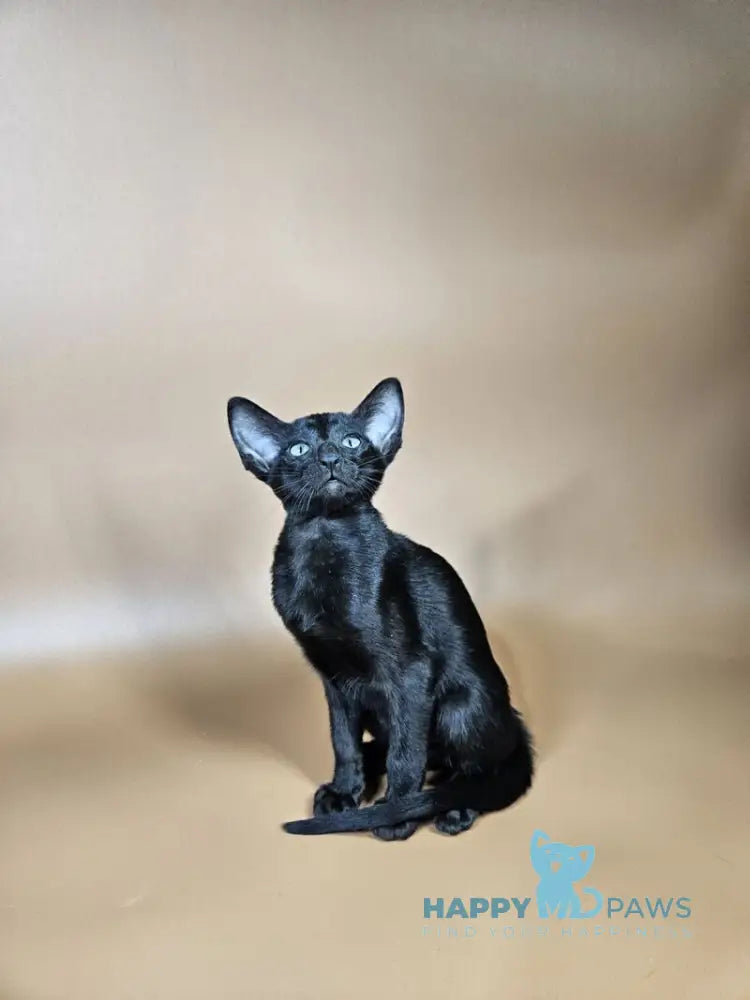 Melanica Oriental Shorthair female black live animals