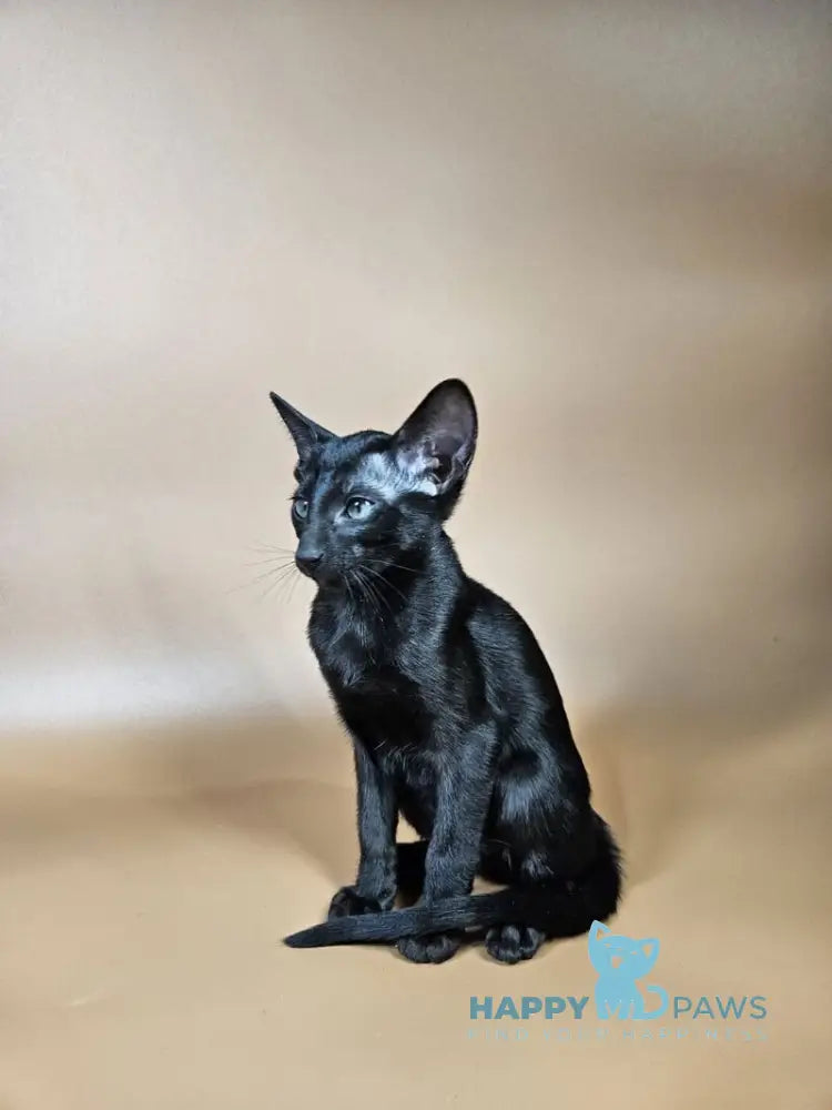 Melanica Oriental Shorthair female black live animals